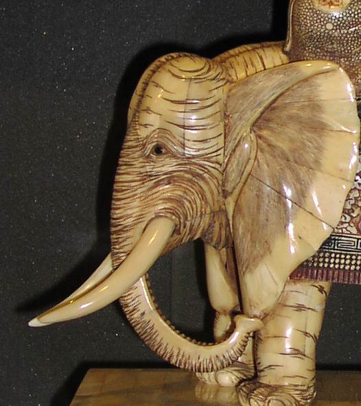 closeup of the elephant head